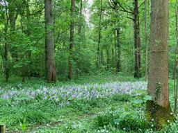 Evenley Woods